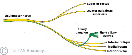 Cranial Nerve III