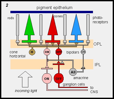 Retina cells diagram