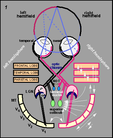 Outline of the<a href=