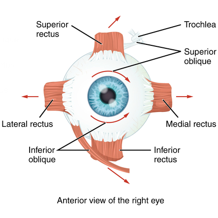 Name The Extraocular Muscles : Parts Of The Eye Eye Society