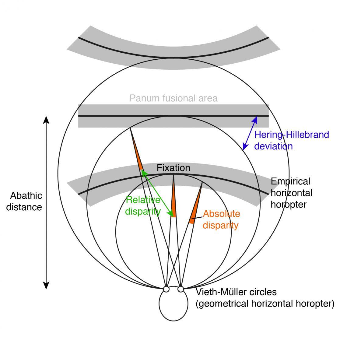 Horopter