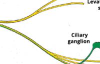 Cranial Nerve III - cranial nerve ocular motor nerve diagram