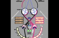 Visual system - visual system