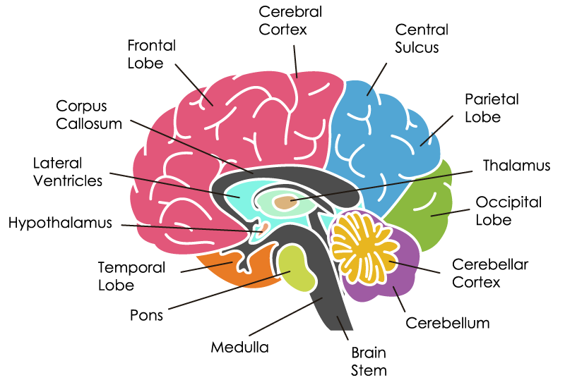 Know Your Brain: Cerebral Cortex